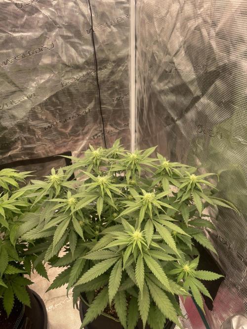 Bubble 🫧 OG gum. Week 9