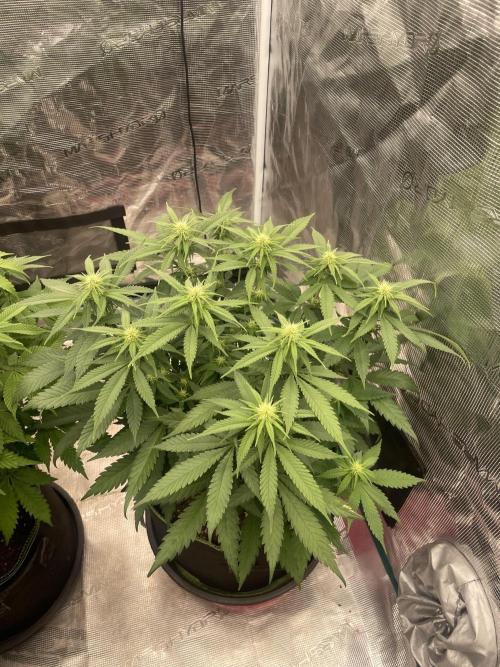 Bubble 🫧 OG gum. Week 9
