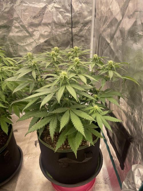 Bubble 🫧 OG gum. Week 9