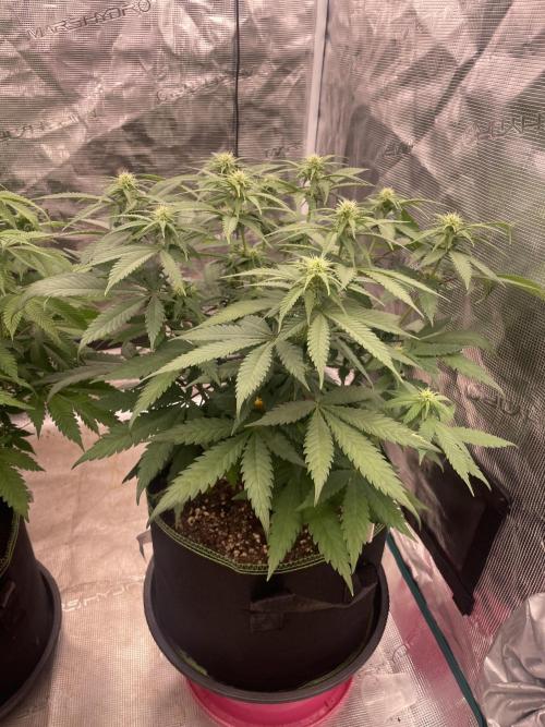 Bubble 🫧 OG gum. Week 9