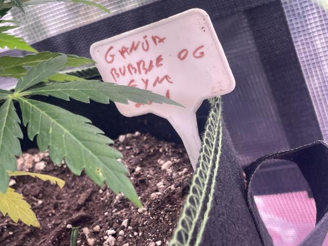 Bubble OG Gum. Week 9