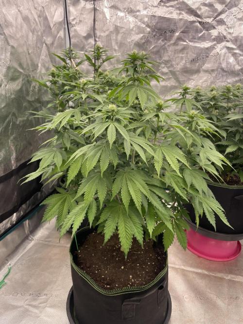 Sticky Brocoli Zamnesia+Plagron. Week 9