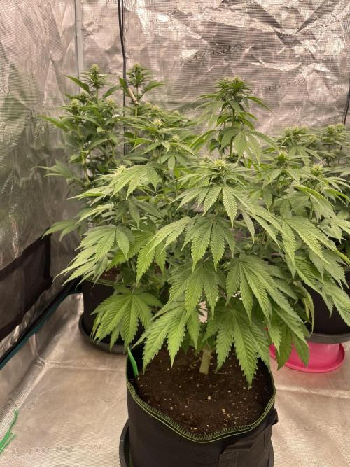 Sticky Brocoli Zamnesia+Plagron. Week 9