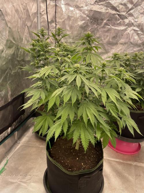 Sticky Brocoli Zamnesia+Plagron. Week 9