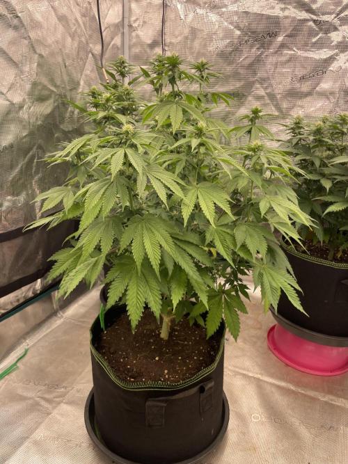 Sticky Brocoli Zamnesia+Plagron. Week 9