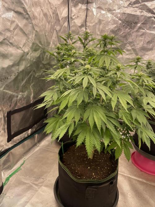Sticky Brocoli Zamnesia+Plagron. Week 9
