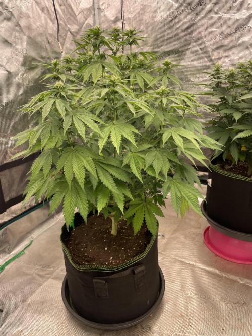 Sticky Brocoli Zamnesia+Plagron. Week 9