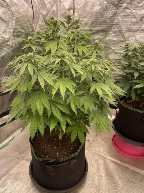Sticky Brocoli Zamnesia+Plagron. Week 9