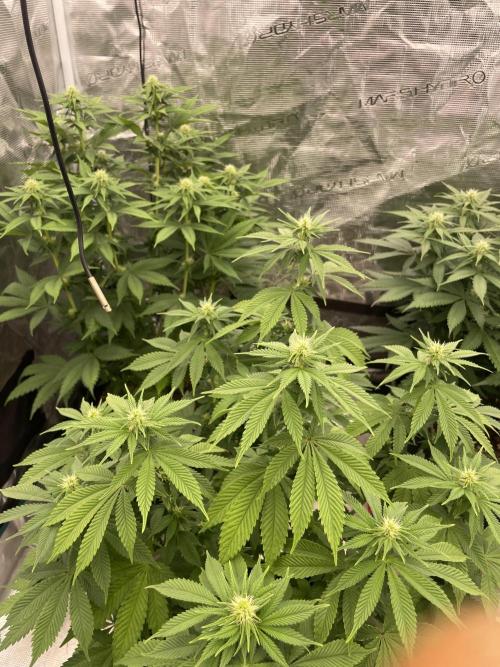 Sticky Brocoli Zamnesia+Plagron. Week 9