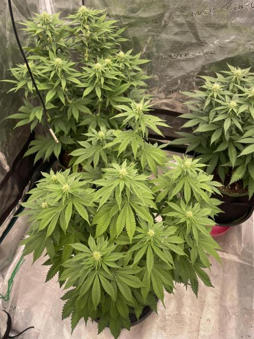 Sticky Brocoli Zamnesia+Plagron. Week 9