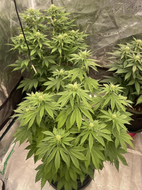 Sticky Brocoli Zamnesia+Plagron. Week 9