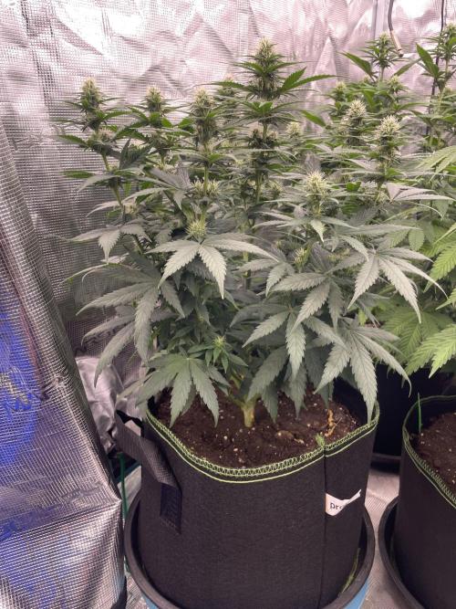 Sunset 🌅 sherbet. Week 9