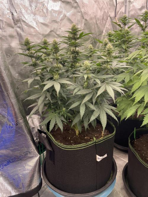 Sunset 🌅 sherbet. Week 9