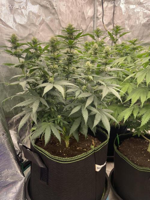 Sunset 🌅 sherbet. Week 9