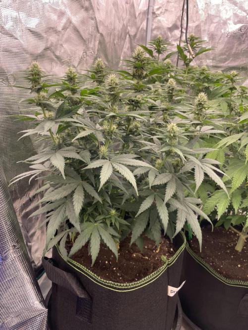 Sunset 🌅 sherbet. Week 9