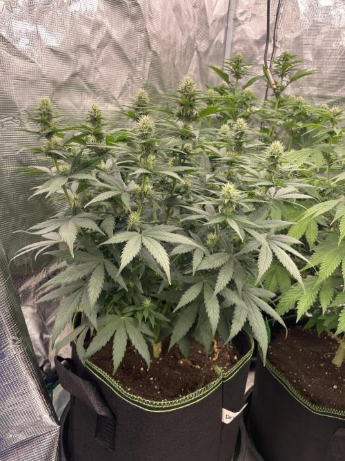 Sunset 🌅 sherbet. Week 9