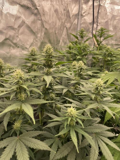 Sunset 🌅 sherbet. Week 9