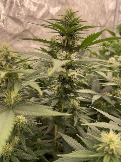 Sunset 🌅 sherbet. Week 9