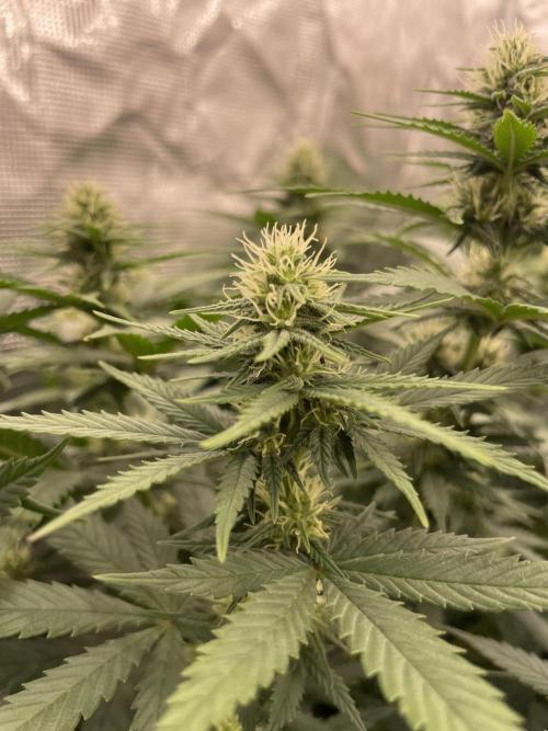 Sunset 🌅 sherbet. Week 9