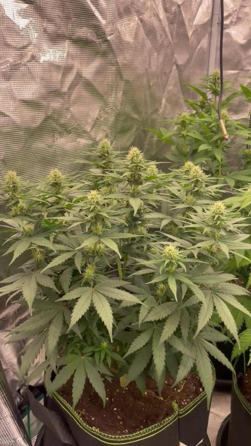 Sunset 🌅 sherbet