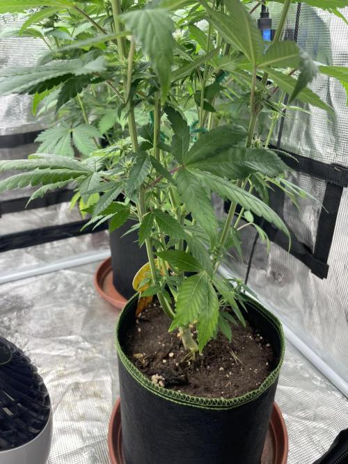 Purple Overload. Week 9