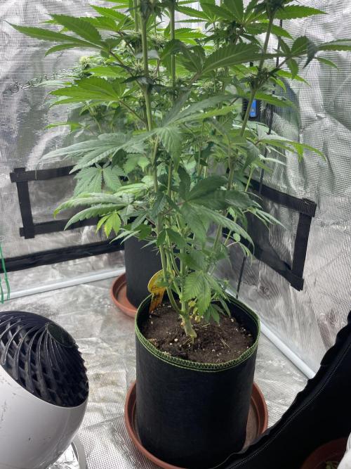 Purple Overload. Week 9