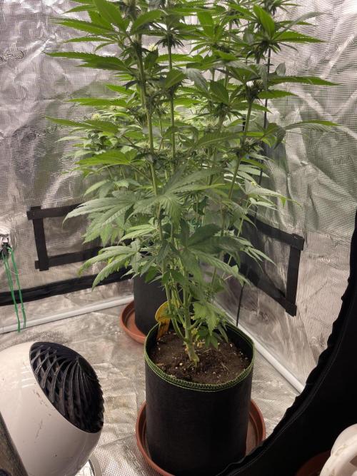 Purple Overload. Week 9