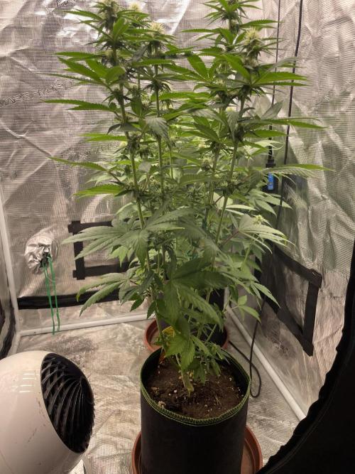 Purple Overload. Week 9