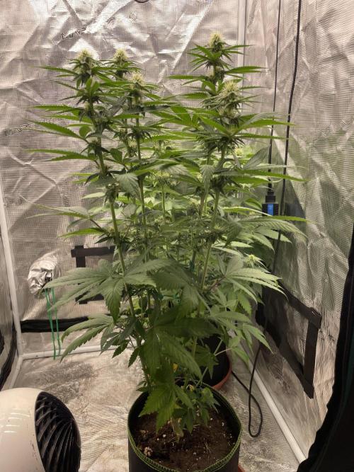 Purple Overload. Week 9