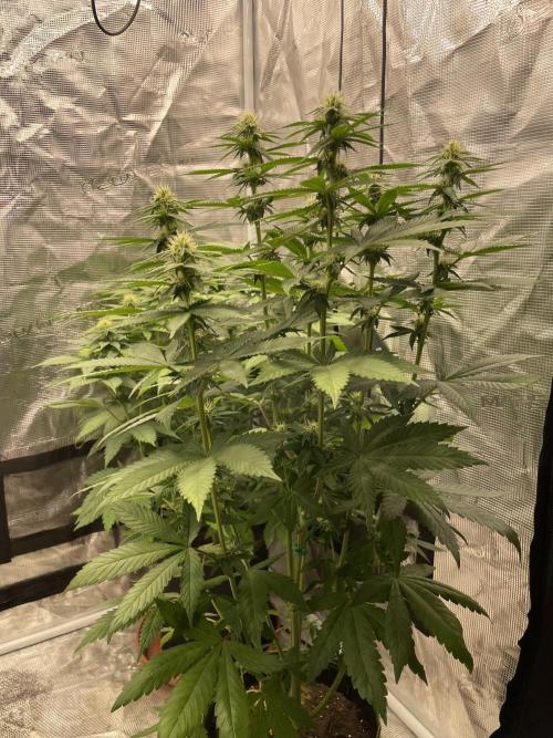 Purple Overload. Week 9