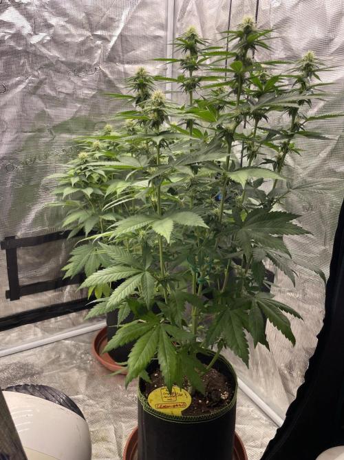 Purple Overload. Week 9