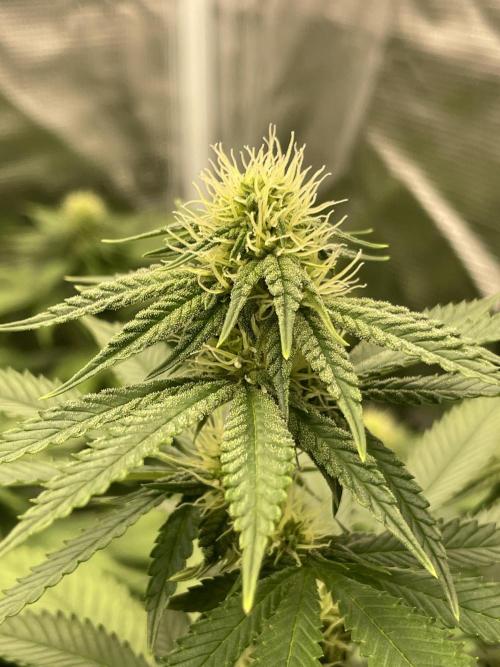 Purple Overload. Week 9