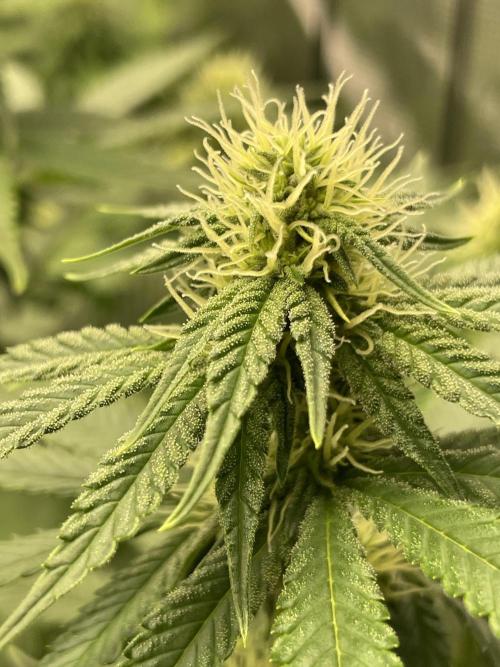 Purple Overload. Week 9