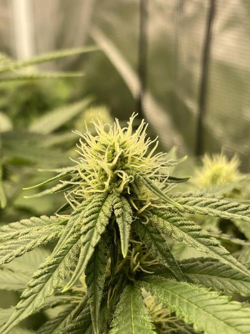 Purple Overload. Week 9