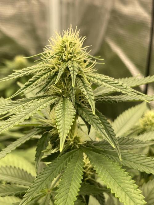 Purple Overload. Week 9
