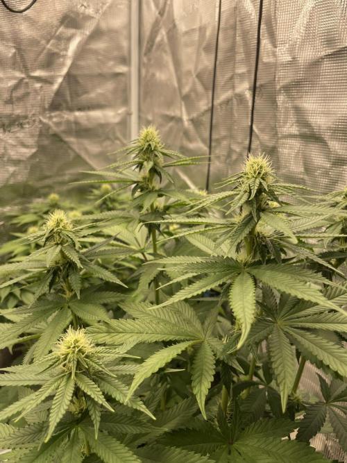 Purple Overload. Week 9