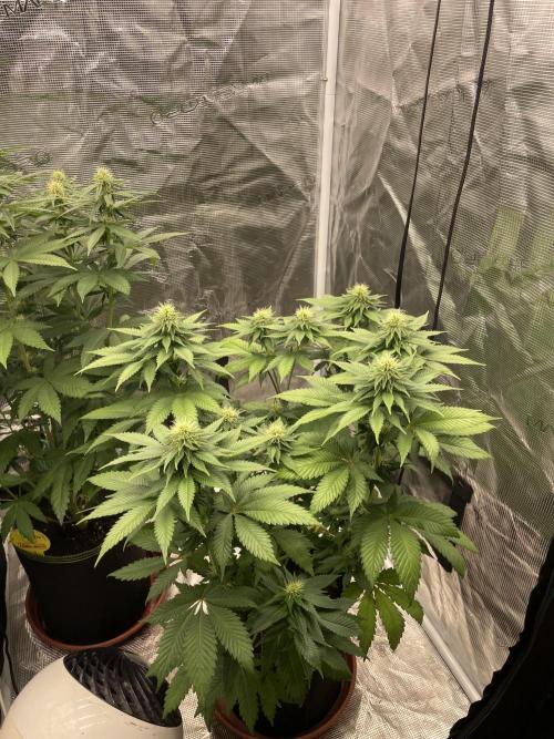 Orange ooze. Week 9