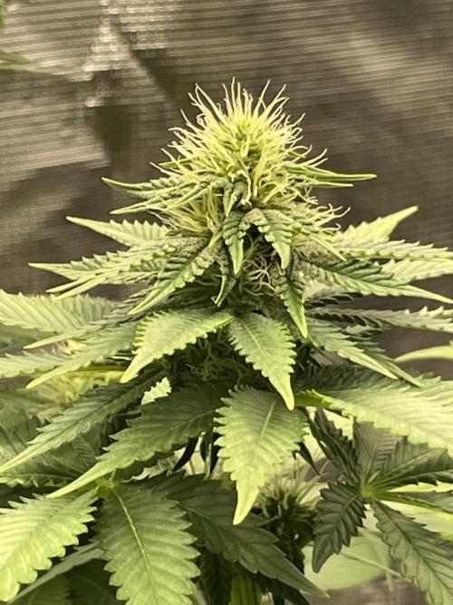 Orange ooze. Week 9