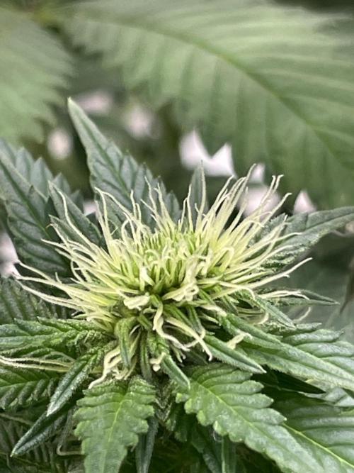 Orange ooze. Week 9