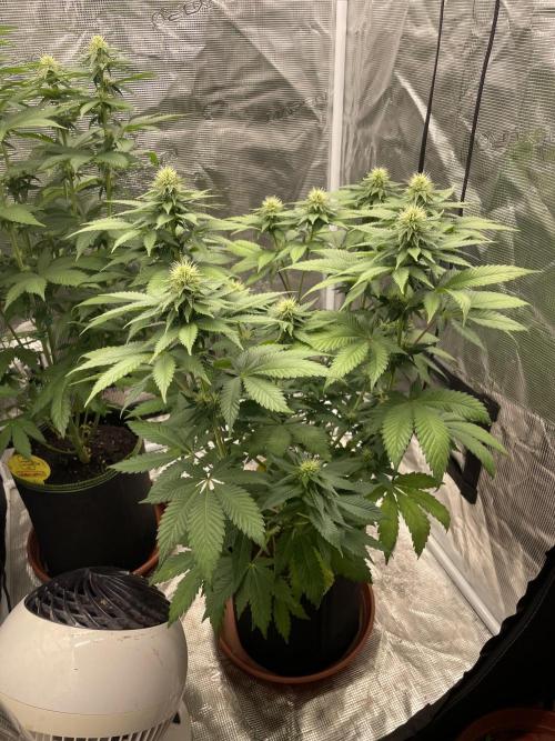 Orange ooze. Week 9
