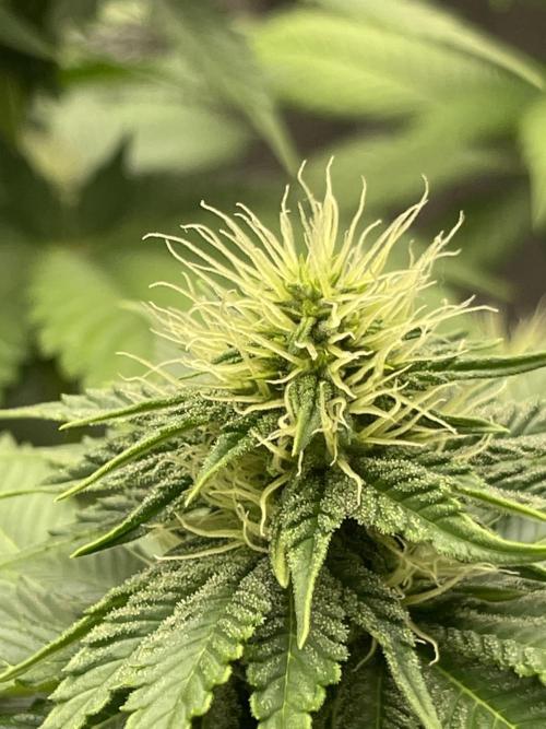 Orange ooze. Week 9