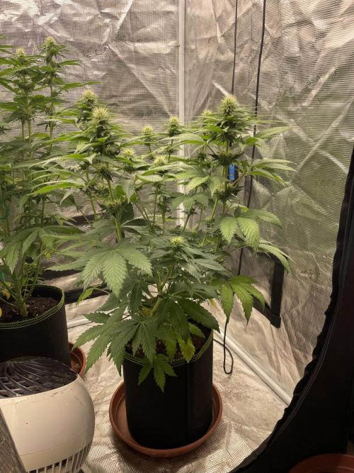 Orange ooze. Week 9
