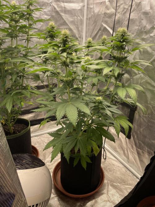 Orange ooze. Week 9