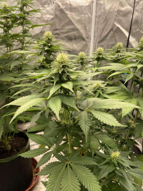 Orange ooze. Week 9