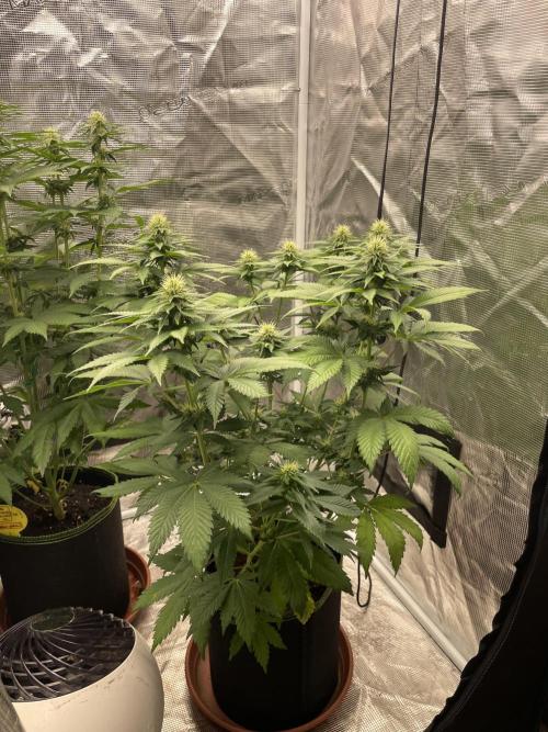Orange ooze. Week 9