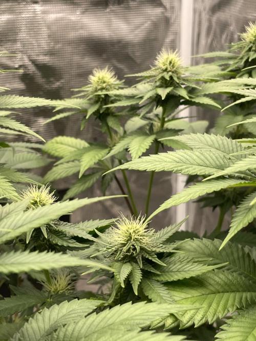 Orange ooze. Week 9