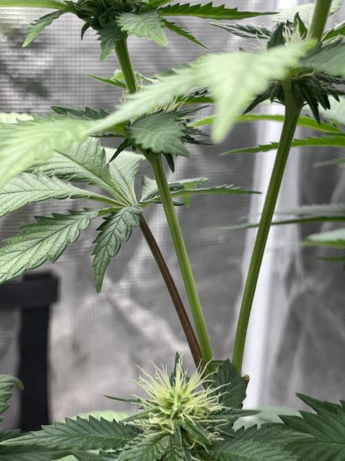 Orange ooze. Week 9
