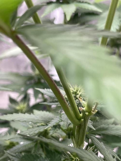 Orange ooze. Week 9