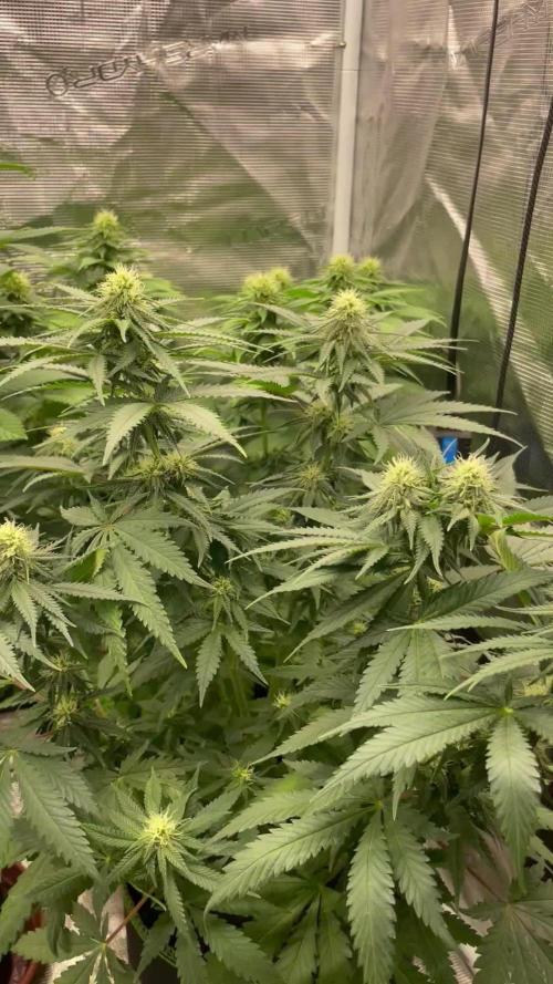 Sugar black rose 🥀