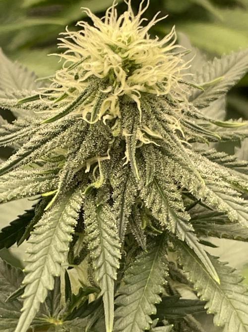 Sugar black rose 🥀. Week 9